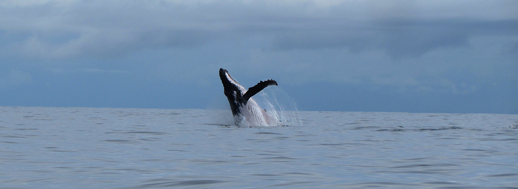 Dolphin and whale watching at Drake Bay, vacations in costa rica