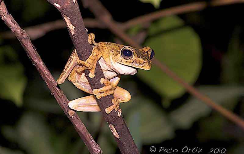 Small Unidentified Frog on a Straw, Drake Bay, Costa Rica Stock Photo -  Alamy