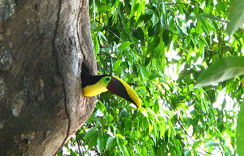 Birdwatching Drake Bay, Costa Rica