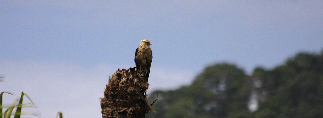 Birdwatching Tour at Drake Bay, vacations in costa rica