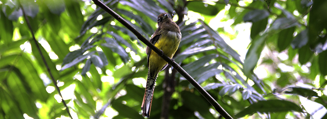Birdwatching Tour at Drake Bay, vacations in costa rica