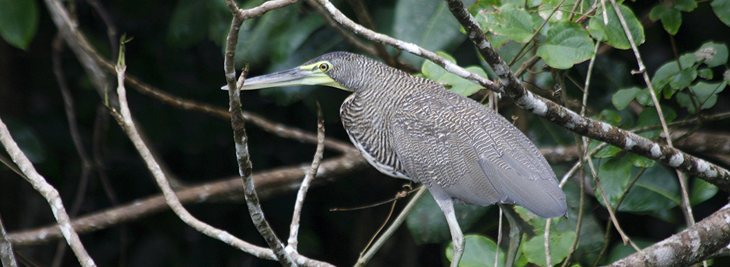 Birdwatching Tour at Drake Bay, vacations in costa rica