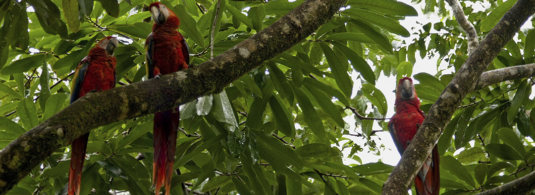 Birdwatching Tour at Drake Bay, vacations in costa rica