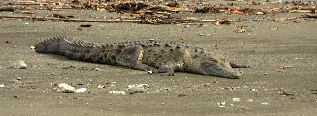 Tour to Corcovado National Park, vacations in costa rica