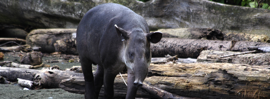 Tour to Corcovado National Park, vacations in costa rica