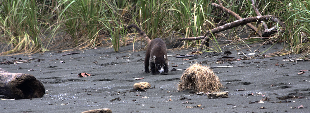 Tour to Corcovado National Park, vacations in costa rica