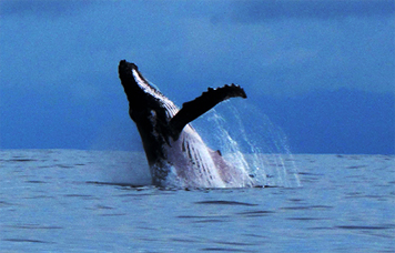 Dolphin and Whale watching Drake Bay