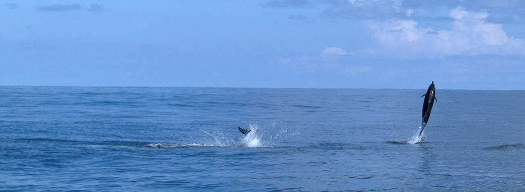 Dolphin and whale watching at Drake Bay, vacations in costa rica