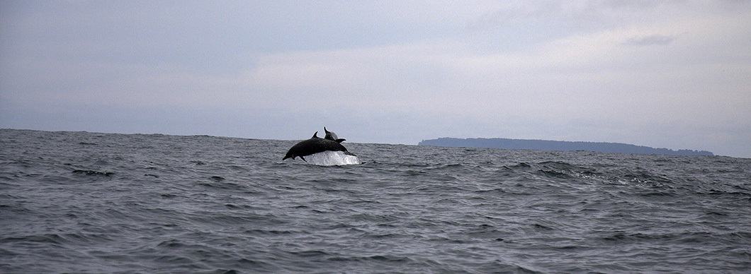Dolphin and whale watching at Drake Bay, vacations in costa rica