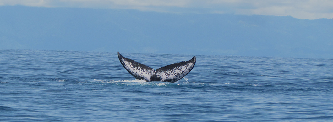 Dolphin and whale watching at Drake Bay, vacations in costa rica
