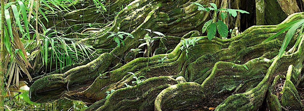 Mangrove Tour at Sierpe River, vacations in costa rica