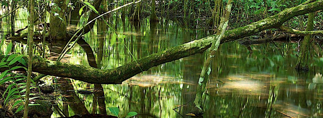 Mangrove Tour at Sierpe River, vacations in costa rica