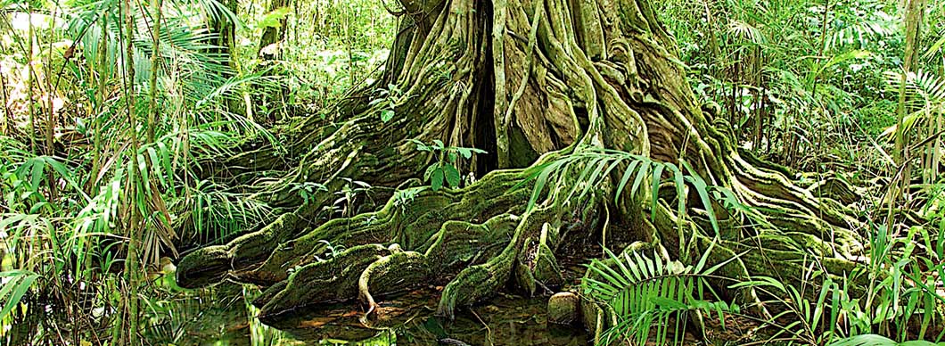 Mangrove Tour at Sierpe River, vacations in costa rica