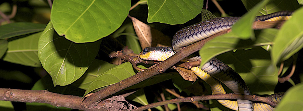 Night Tour at Drake Bay, vacations in costa rica