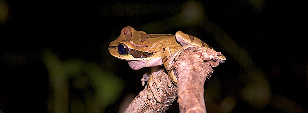 Night Tour at Drake Bay, vacations in costa rica