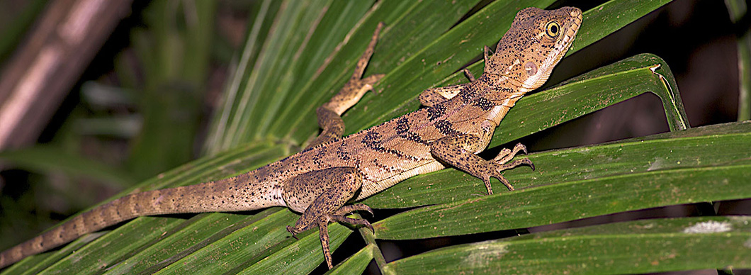 Night Tour at Drake Bay, vacations in costa rica