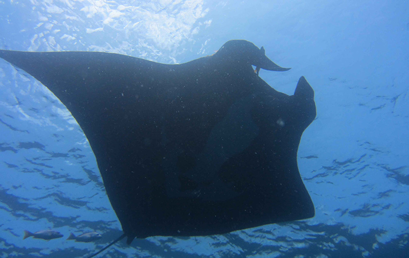 Scuba Diving in Drake Bay, Osa Peninsula
