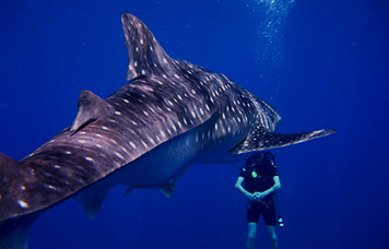 Scuba Diving Costa Rica