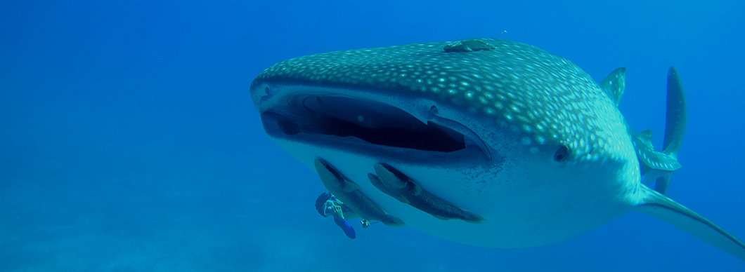 Scuba Diving Costa Rica tours, vacations in costa rica