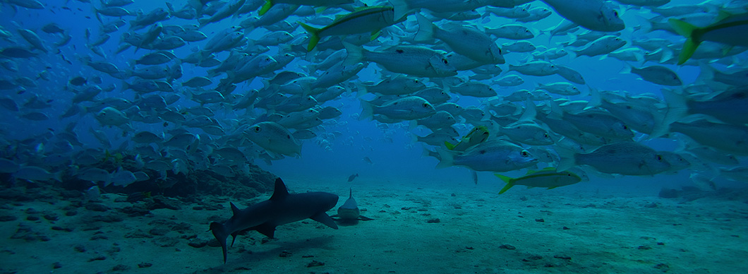 Scuba Diving Costa Rica tours, vacations in costa rica