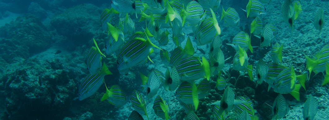 Snorkeling Cano Island tours, vacations in costa rica