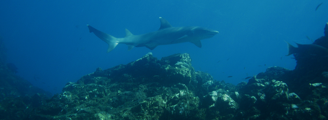 Snorkeling Cano Island tours, vacations in costa rica