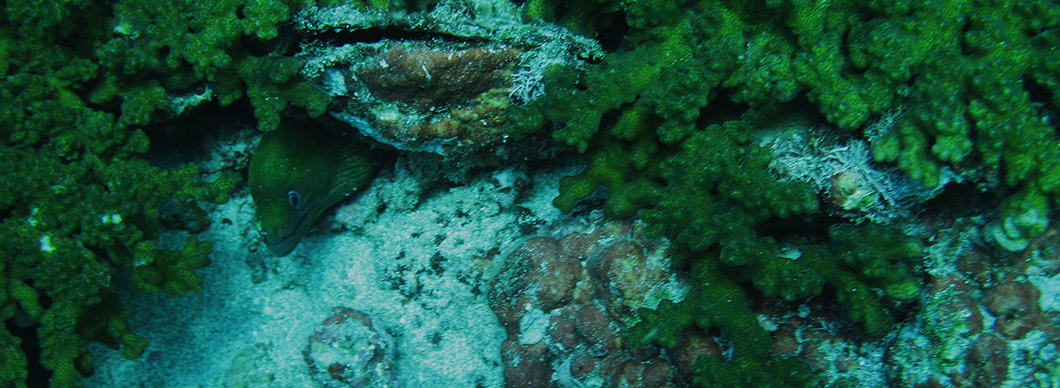 Snorkeling Cano Island tours, vacations in costa rica